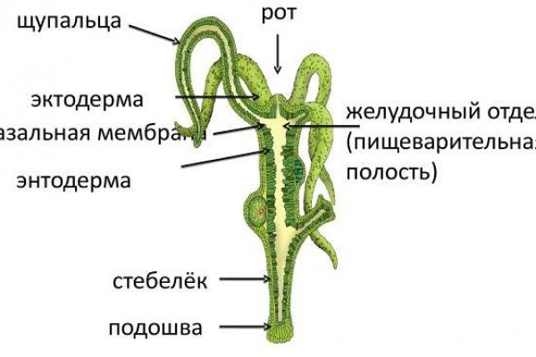 Как войти в блэкспрут через тор