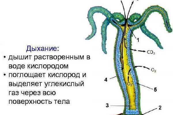 Официальный сайт омг онион